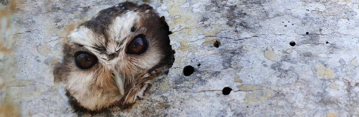 Trüffelanbau eine Chance für die Natur