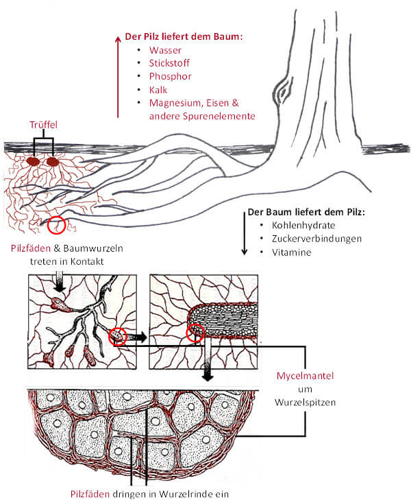 Mykorrhiza (=„Pilzwurzel“) - ein unauflösliches Bündnis zwischen Pilz und Baum